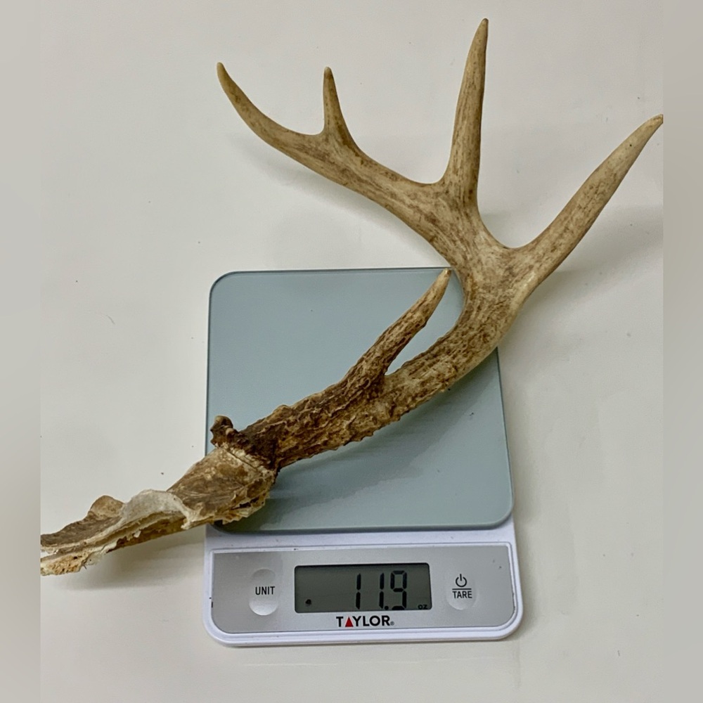 1960s 1970s Vtg Michigan Upper Peninsula 11.9oz/336g Deer Antler